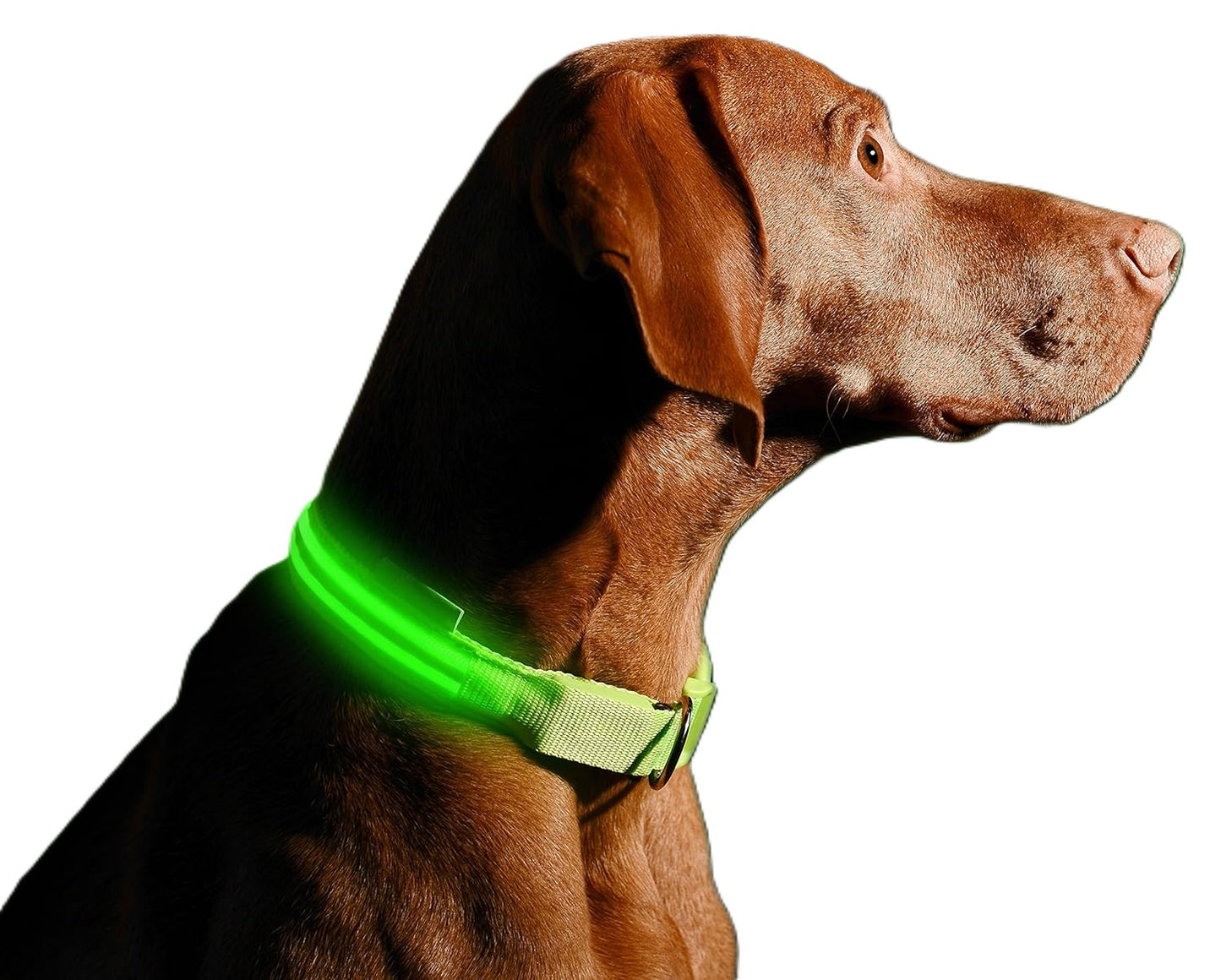 Glow In The Dark Collar